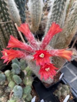 Oreocereus doelzianus